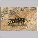 Cerceris arenaria - Sandknotenwespe w18b 12mm - mit Ruesselkaefer - Strophosoma capitatum - Niedringhaussee.jpg